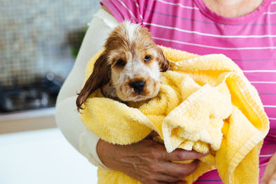 Midsection of woman carrying cocker spaniel puppy wrapped in towel