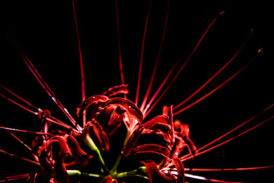 Close-up of red flowers against black background