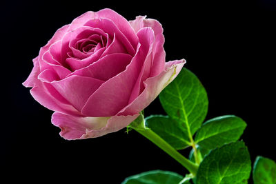 Close-up of rose over black background