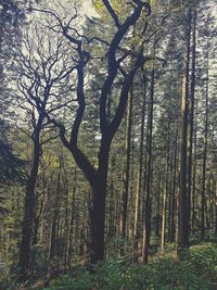 Trees in forest