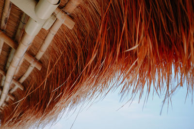 Low angle view of plants against sky