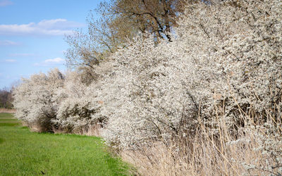 Trees growing on field against sky