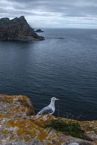 Seagull perching on rock by sea against sky