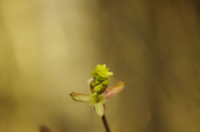 Close-up of flower plant