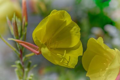 Close-up of yellow flower blooming outdoors