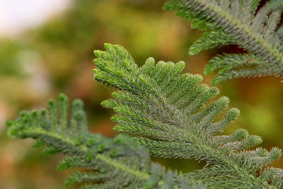 Close-up of pine tree