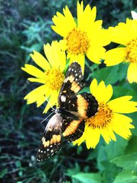 Close-up of butterfly pollinating on yellow flower