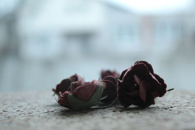 Close-up of wilted rose on table