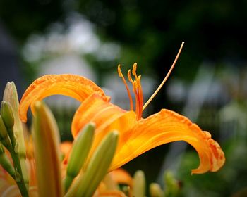 Close-up of tiger lily growing outdoors