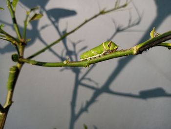 Close-up of insect on plant