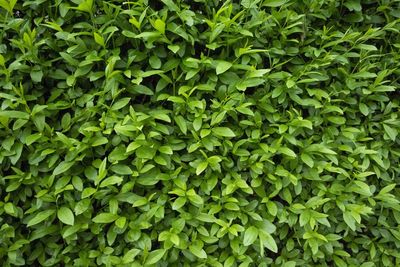 Green shrubs building a hedge or hedgerow as a natural garden fence