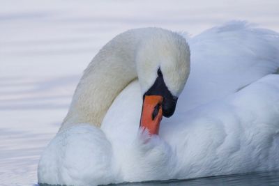 Close-up of swan swimming in lake