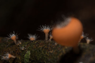 Close-up of bug on plant