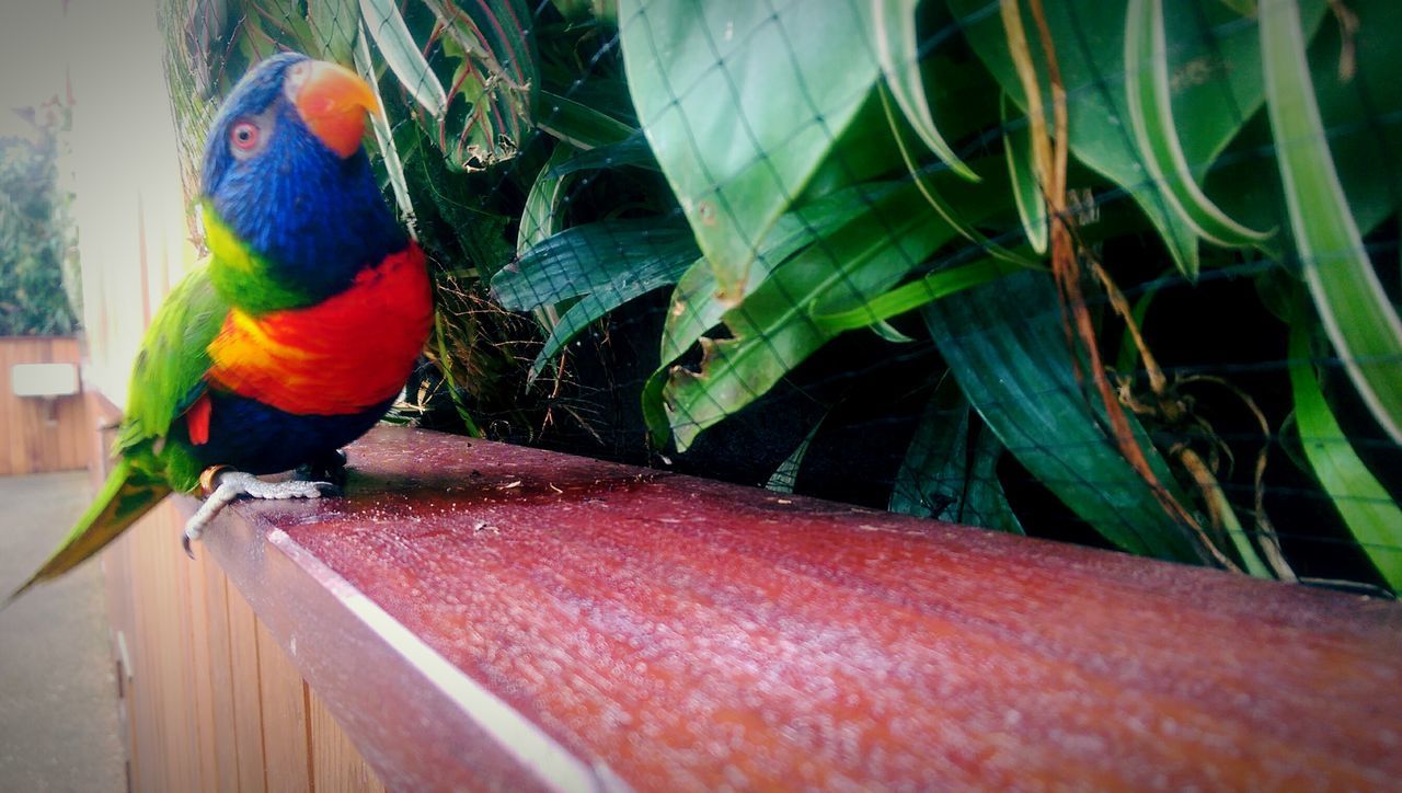 full length, bird, animal themes, lifestyles, rear view, one animal, walking, leisure activity, day, outdoors, tree, multi colored, animals in the wild, plant, wildlife, parrot, perching, men