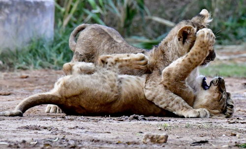 View of a cat resting on land