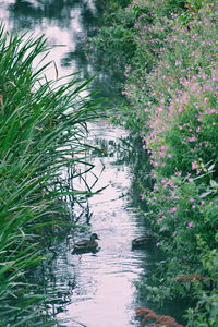 Reflection of trees in water