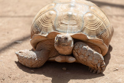 Close-up of a turtle