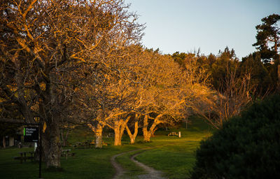 Trees on grassy field