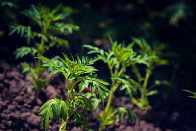 Close-up of plant growing on field