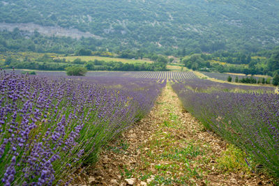 Beautiful blue petals of lavender flower blossom in row at field, selective focus and closeup photo