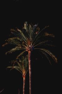 Low angle view of palm trees against sky at night