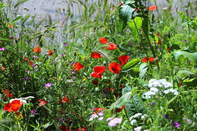 Close-up of red poppy flowers growing on field