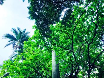 Low angle view of coconut palm trees against sky