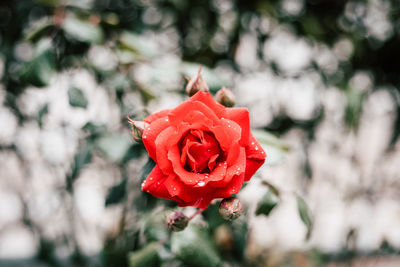 Close-up of red rose