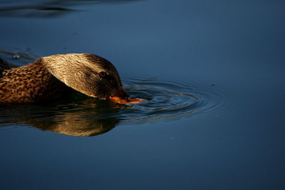 High angle view of duck swimming in lake