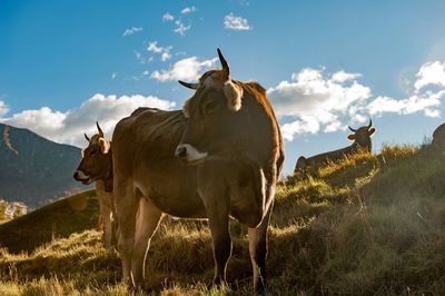 Cow standing in a field