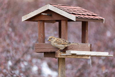 Close-up of bird perching on roof