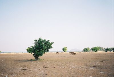 View of tree on field against sky