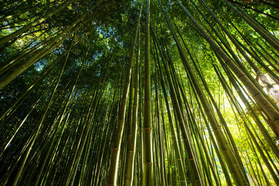 Low angle view of bamboo trees in forest