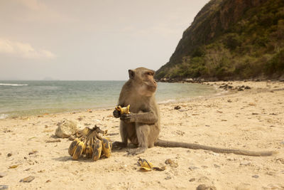 Monkeys on beach