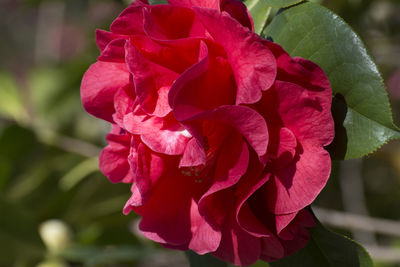 Close-up of red rose flower