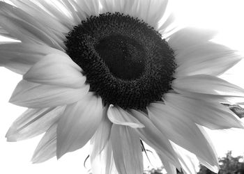 Close-up of flower