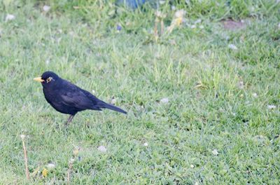 Bird perching on grass