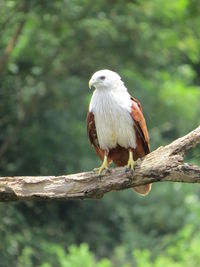 Brahminy kite perching on branch