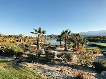 Palm trees on landscape against clear blue sky