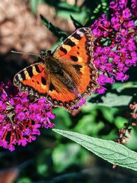 Close-up of butterfly pollinating on flower