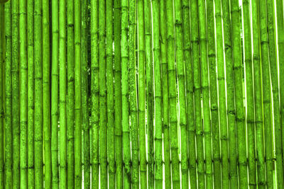 Full frame shot of bamboo plants