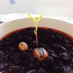 Close-up of potted plant