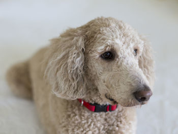 Close-up of a dog looking away