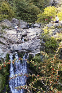 Plants growing by rocks