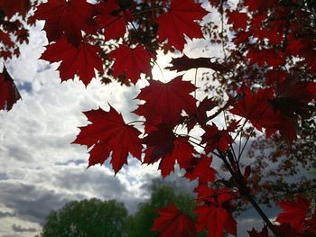 Low angle view of autumn leaves