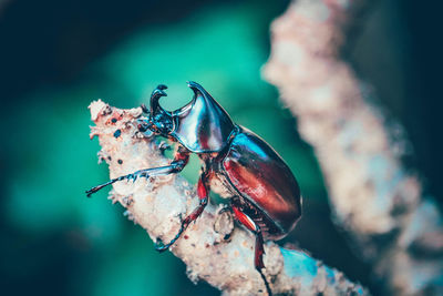 Close-up of insect