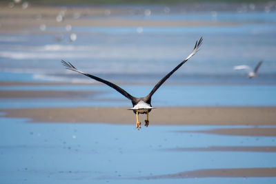 Seagull flying over sea