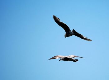 Low angle view of seagulls flying in sky