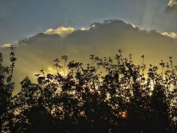 Low angle view of silhouette plants against sky during sunset