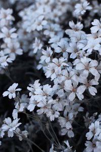 Close-up of white flowering plants